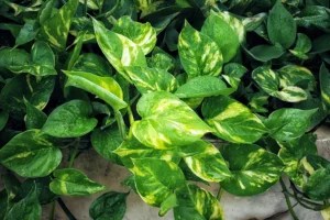 How To Care for Pothos, the Sturdy Green Beauty *Anyone* Can Keep Alive