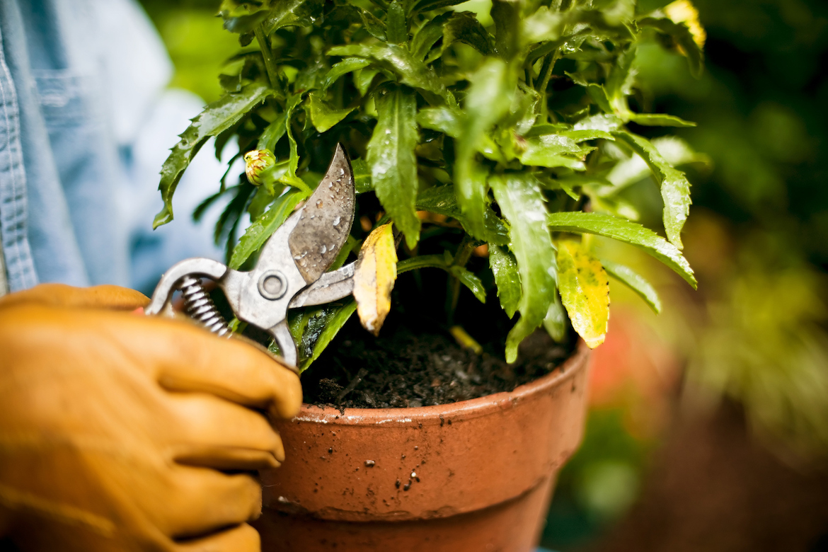 how to prune plants