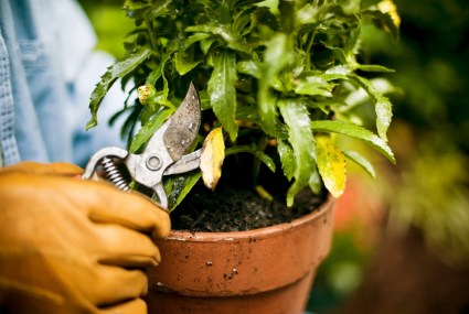 The One Skill You Need To Encourage Healthy Growth for Your Plants