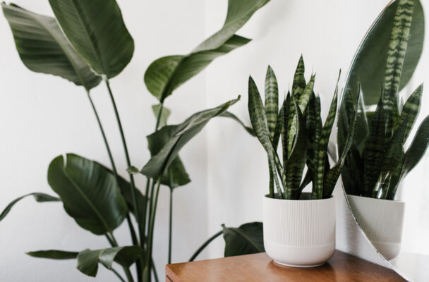 9 Self-Watering Pots That Make It Nearly Impossible To Kill Your Plants