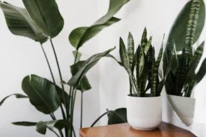 9 Self-Watering Pots That Make It Nearly Impossible To Kill Your Plants