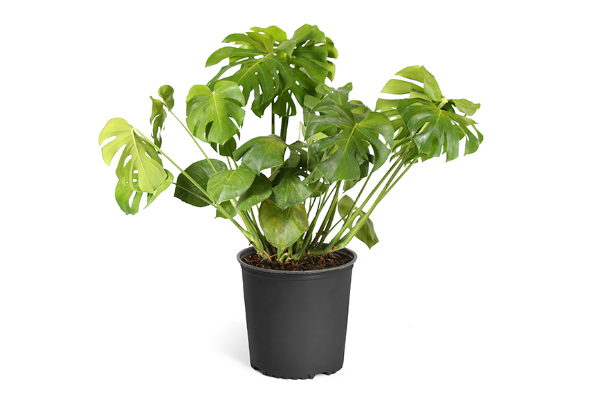 low-light plants