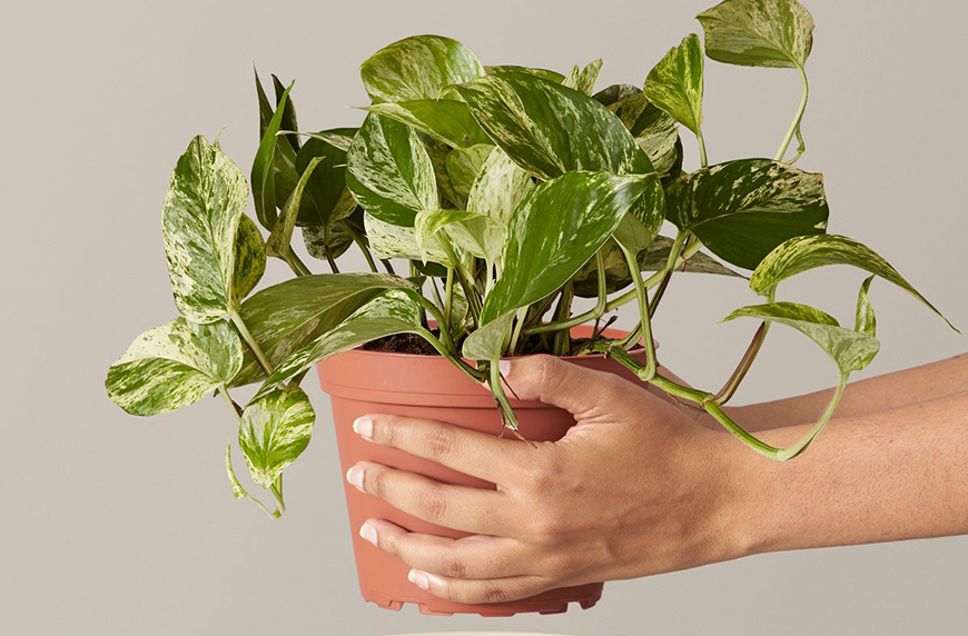 how to care for a pothos