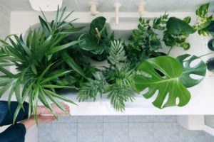 This 'Bottom-Up' Hack Makes It Impossible To Overwater Your Plants