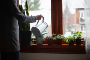 How To Turn Any Single-Use Plastic Container Into a Beautiful Eco-Friendly Planter