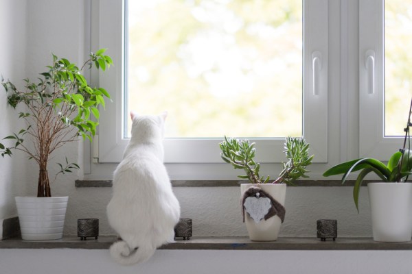 Shop These Pet-Friendly House Plants To Keep You and Your Animals Happy