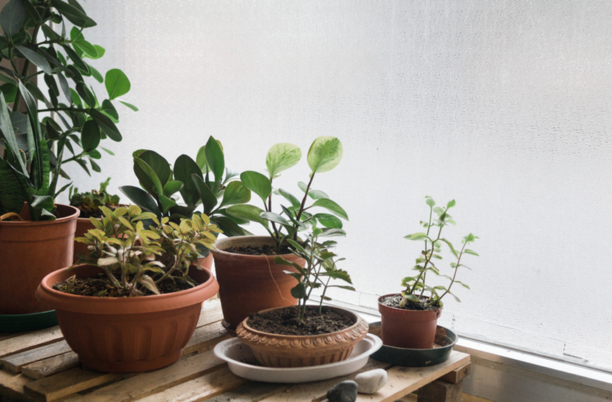 indoor winter plants