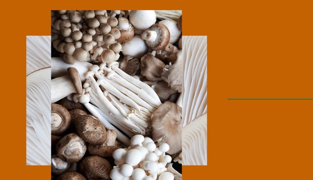 Adaptogenic ‘Shrooms Will Enjoy Even More Function in 2021