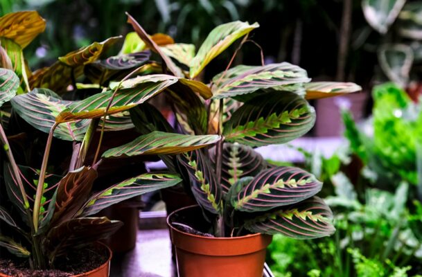The Red Maranta Prayer Plant Is 2021 Plant of the Year—Here's How To Care for...
