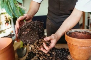 4 Most Overlooked Signs It's Time To Repot Your Plants
