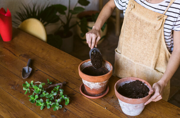5 Easy Plants To Propagate in Soil—And Exactly How To Do It
