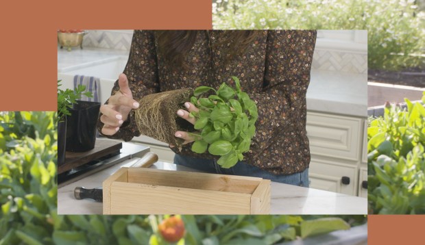 The Easiest Way To Create a DIY Indoor Herb Garden, According to a Verified Gardening...