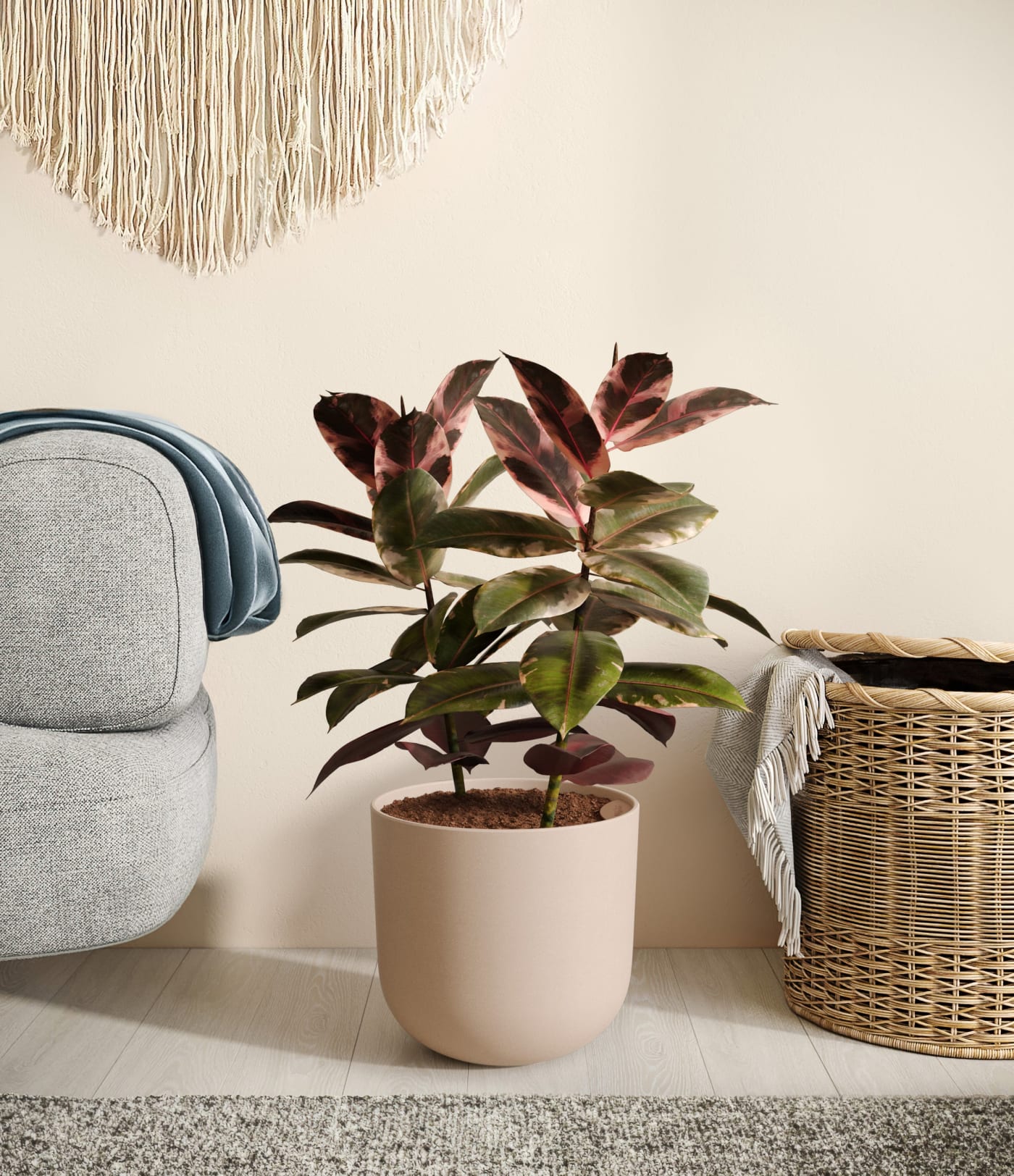 a ficus ruby from easyplant, from our valentine's day gift guide