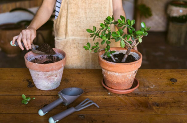 How To Choose the Best Soil for All Your Different Plants