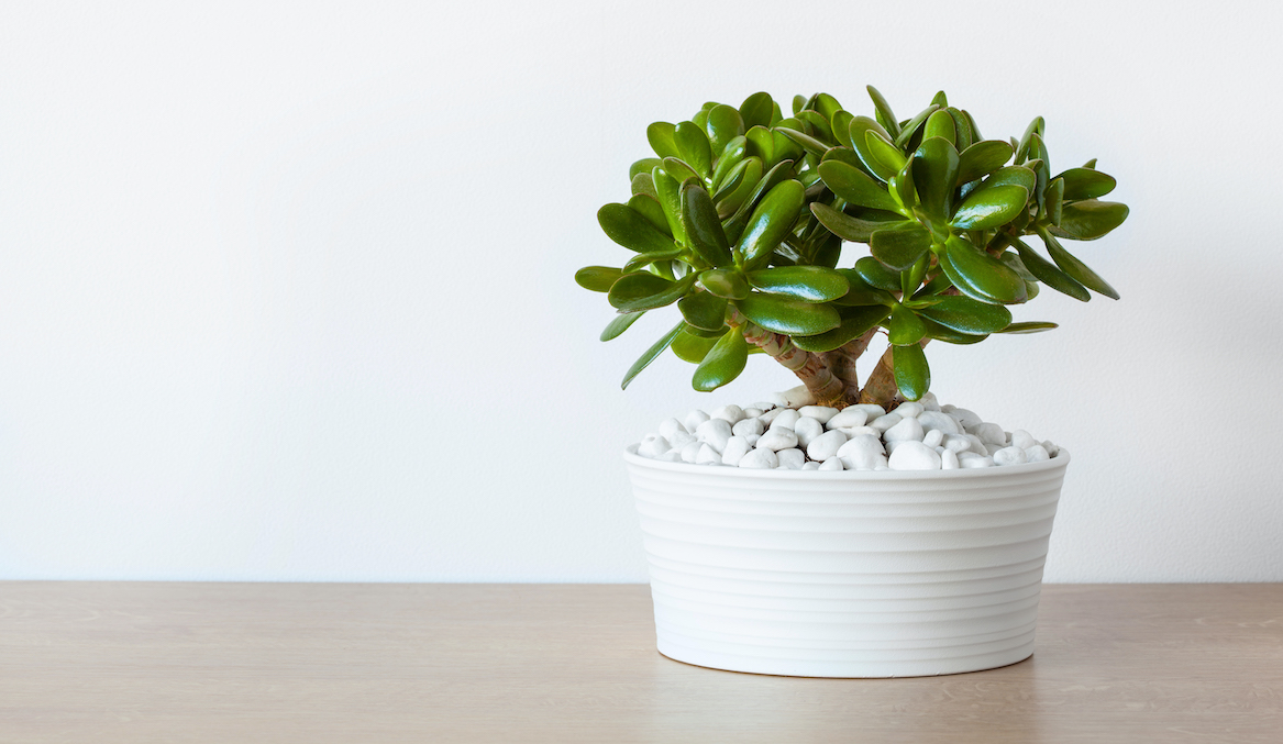 how to care for jade plants