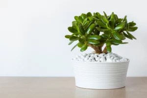 Here's How To Care For the Low-Maintenance Jade Plant