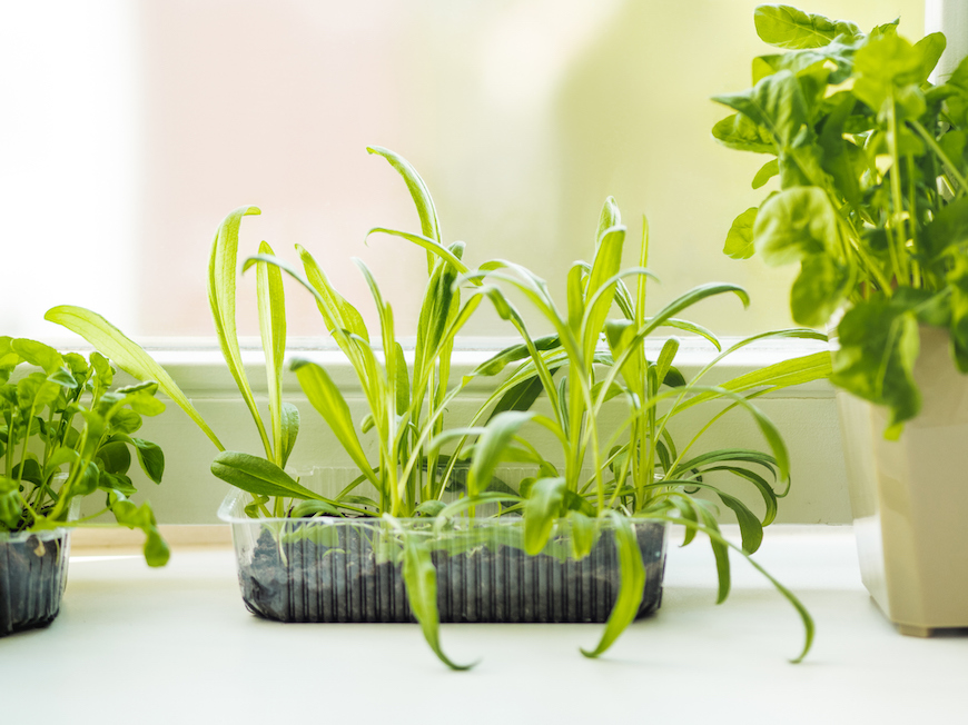 indoor windowsill planter