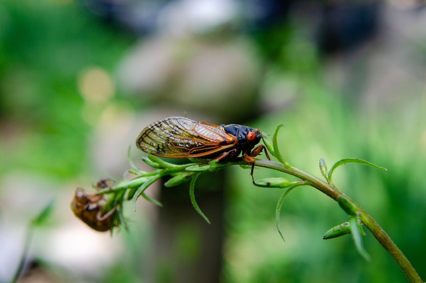 how to protect garden from cicadas