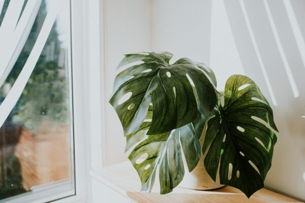 4 Signs Your Plant Is Begging for a Bigger Pot
