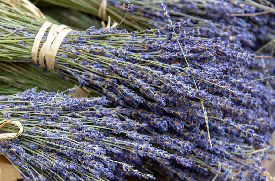 benefits of lavender for anxiety