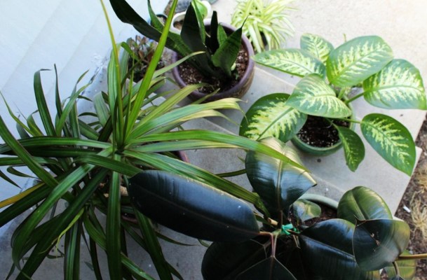 How Being a Plant Parent Makes Me Better With Relationships
