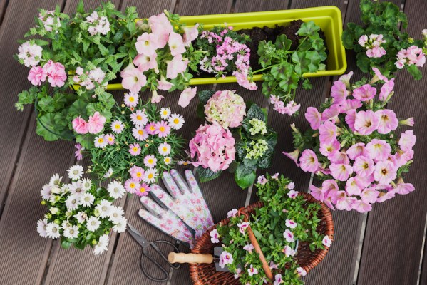 No Garden? No Problem—Here’s How to Plant a Dazzling Window Box