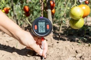 Soil Temperature Is the Most Important Thing To Know for Successful Spring Gardening