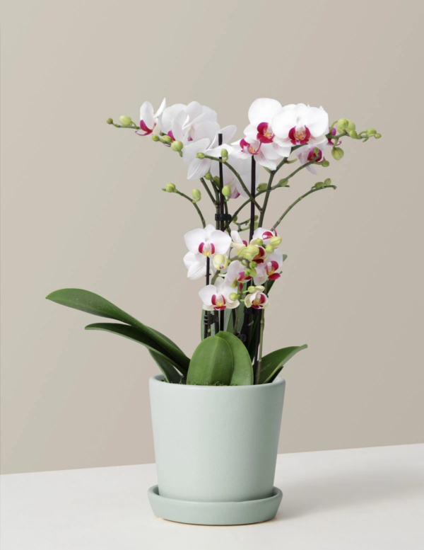 Soft feet unstable Make dinner 6 Flowering Indoor Plants To Add a Pop of Color | Well+Good