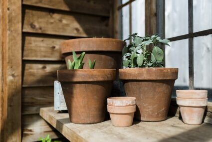 Skipping This Step With Your Terra Cotta Pots Could Be Drying Out Your New Plants