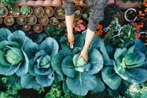 How To Practice Regenerative Agriculture in Your Own Home Garden