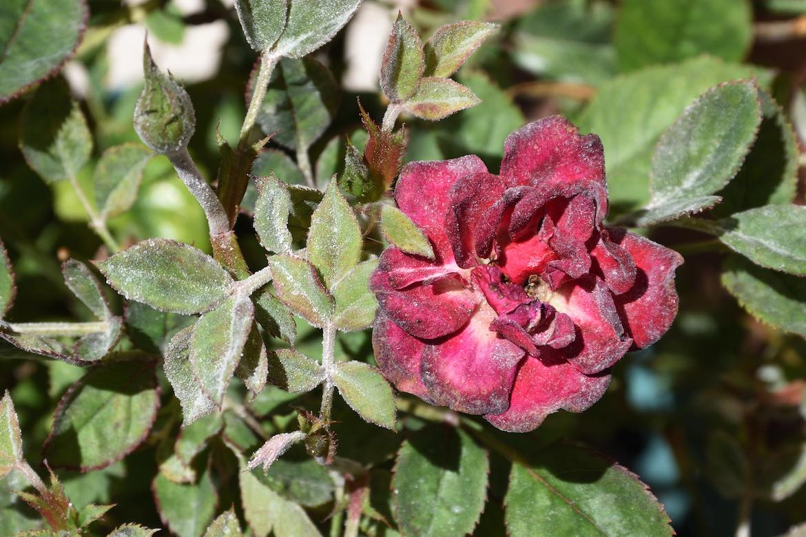 rose bush disease treatment