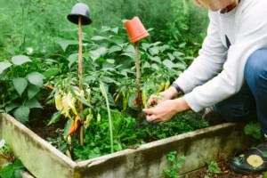 Here's Why Your Vegetable Garden Could Benefit From Raised Beds—And How To Make Your Own