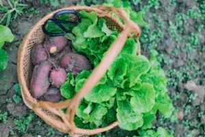 Sweet Potatoes Are Surprisingly Easy (and Highly Rewarding) To Grow—Here's How, in 4 Steps