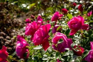 How To Spot, Treat, and Prevent Sick Roses, According to a Rosarian