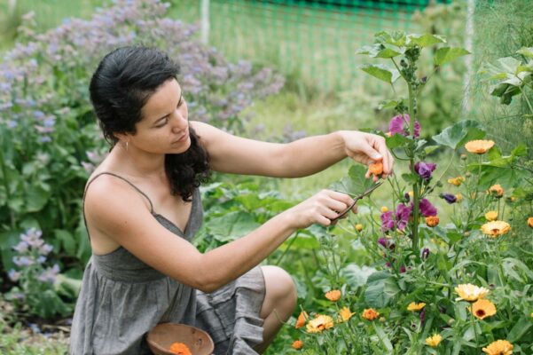 6 Easy-To-Grow Wildflowers for a Garden Bursting With Color