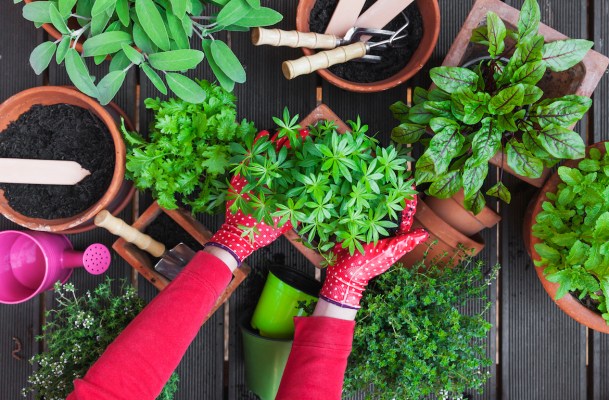 5 of the Best Herbs for Indigestion to Grow at Home