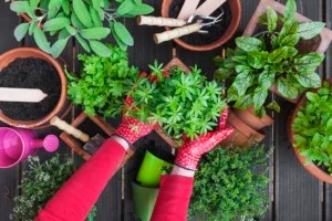 5 of the Best Herbs for Indigestion to Grow at Home