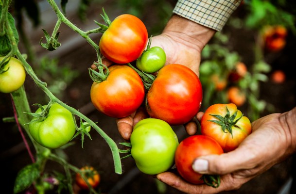 How To Grow Tomatoes Properly, According to a Gardening Expert