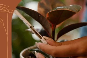 3 Signs You're Underwatering Your Plants, and How To Prevent That From Happening