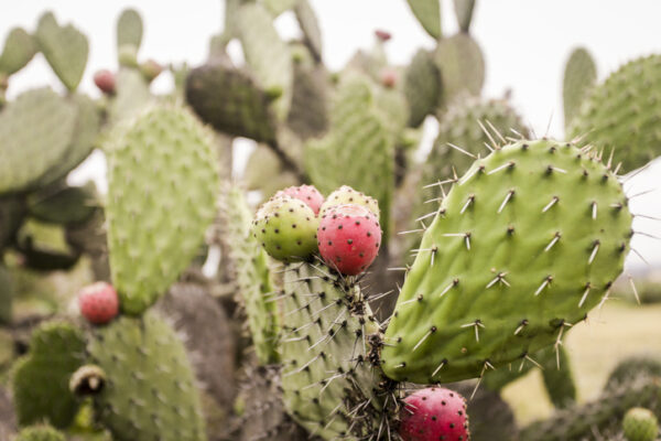Why You Should Be Eating More Cactus, the Gut-Friendly Food That Fights Inflammation