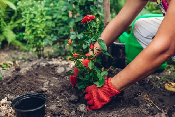 4 Best Easy-Care Rose Varieties to Grow at Home, According to a 'Rosarian,' AKA Rose...