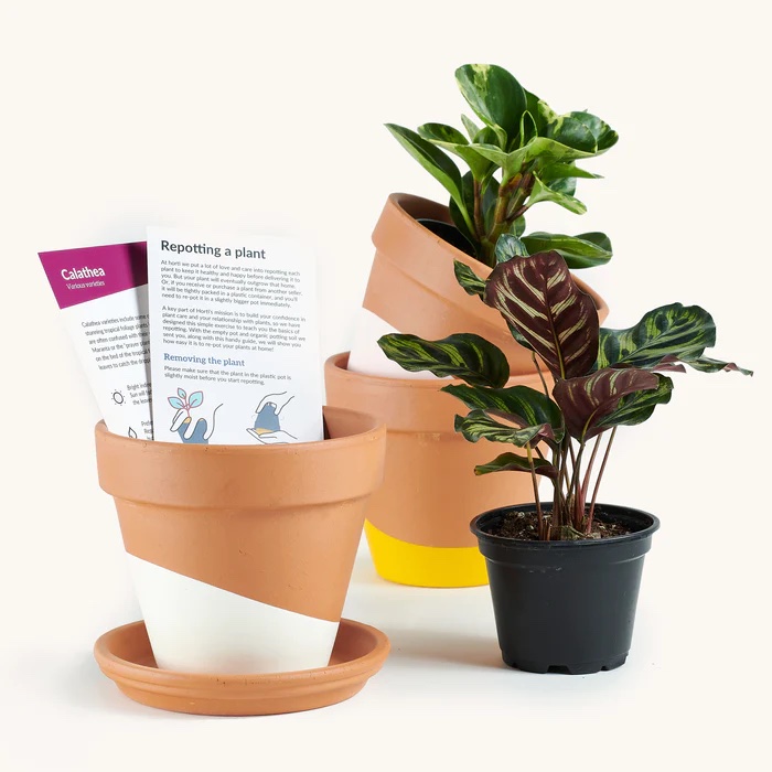 horti plant subscription box