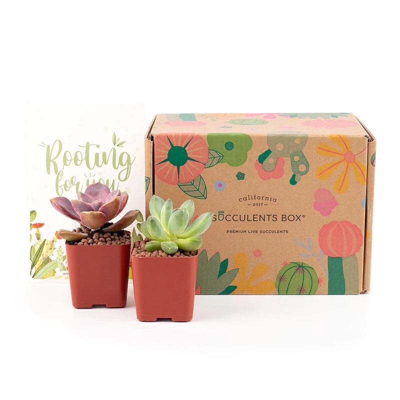 succulents subscription box