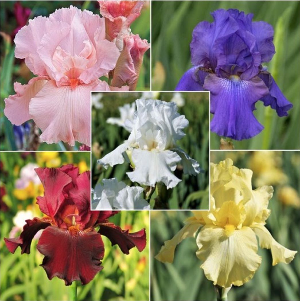 Re-blooming bearded Iris bulb mix