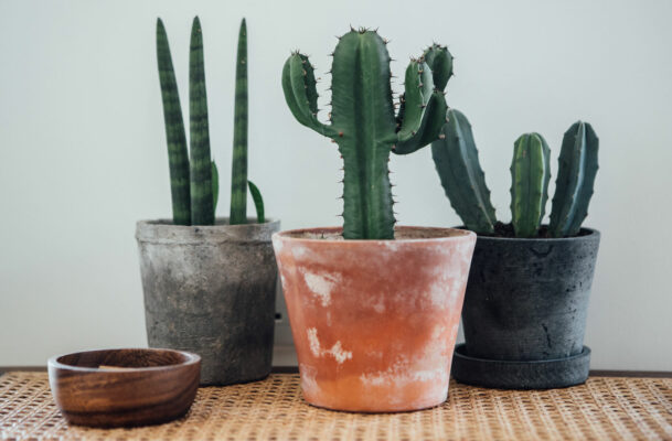 How to Care for Your Cactus, the Sharpest-Looking Houseplant of Them All