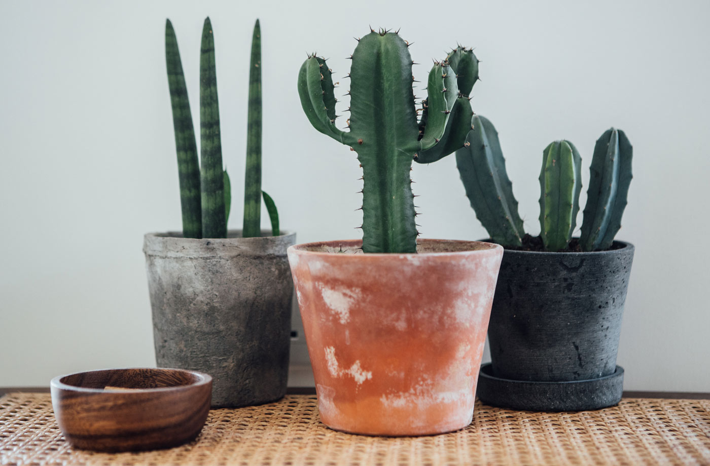 three cactus plants in pots