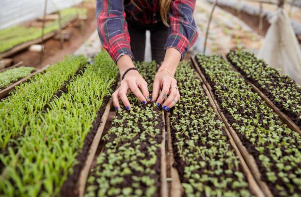 Microgreens Are Your Ticket to Becoming the Barefoot Contessa of Plant Ladies