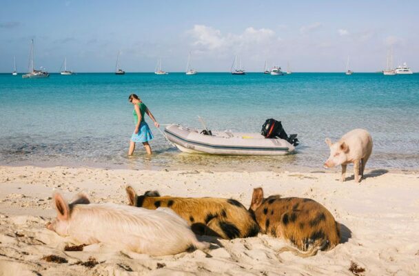 I'm Over This Winter Weather, Please Take Me to Pig Beach