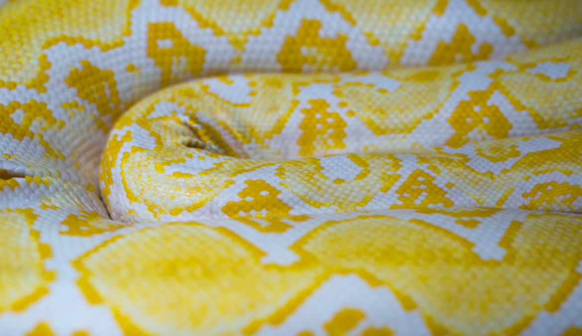 A close up of a curled yellow boa snake