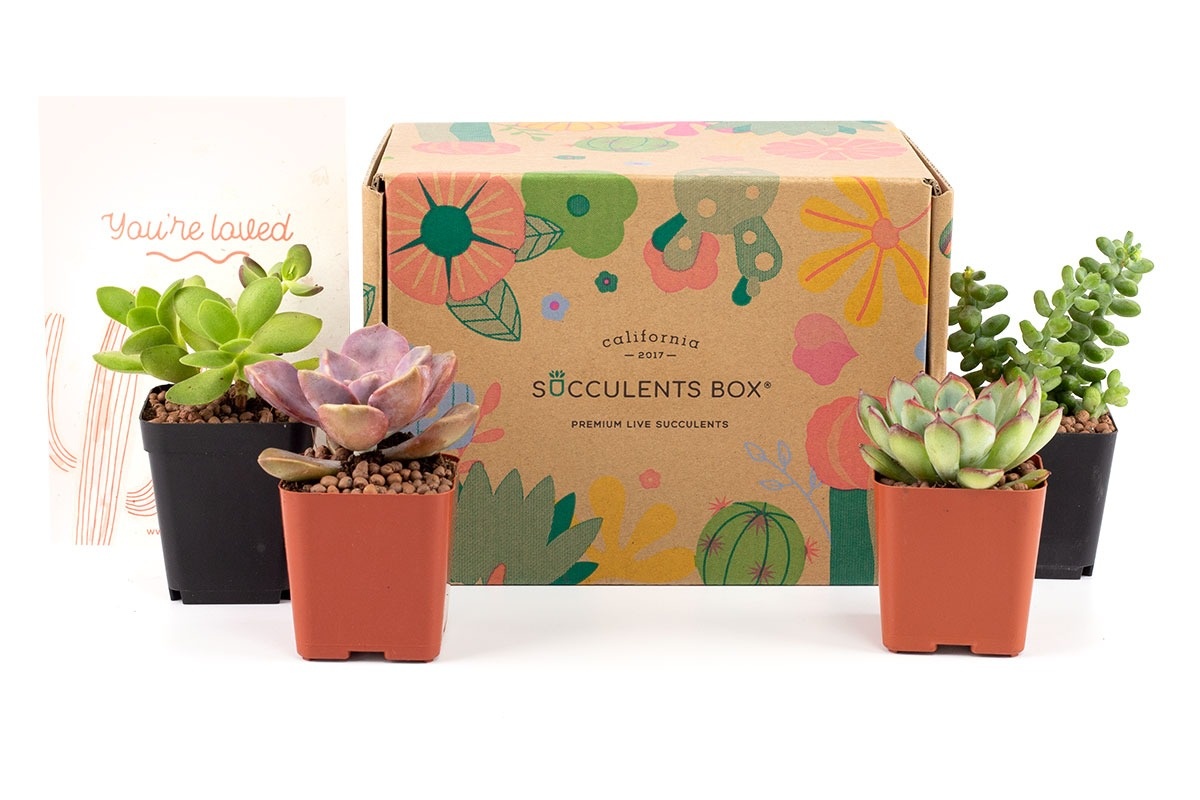 succulents box subscription